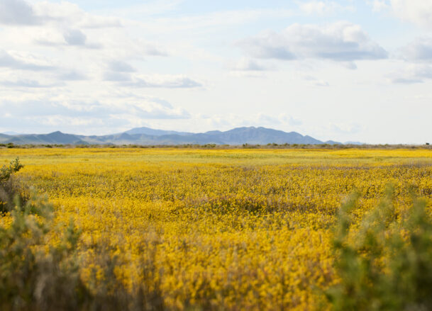 Happenings, Cuyama Buckhorn